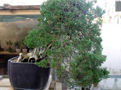 Il ginepro taiwanese, campione del mondo del 2008: ha circa 120 anni